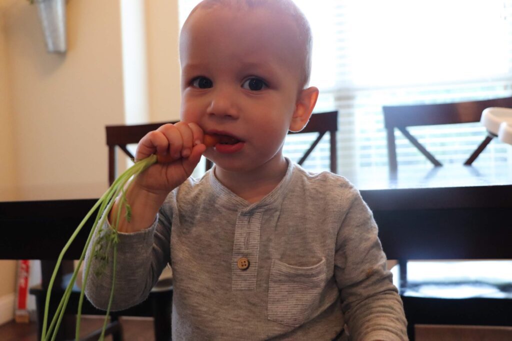 Baby eating carrot. How to start baby led weaning. If you’ve decided to try out BLW you may not know how to start baby led weaning. These tips and guide will teach you how to start baby led weaning the best way!