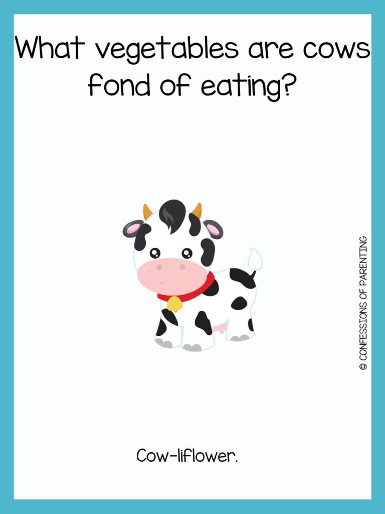 One cow with forelock with cow joke and a blue border