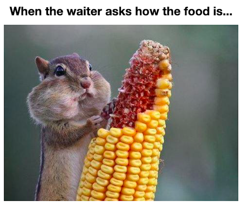 When the waiter asks how the food is