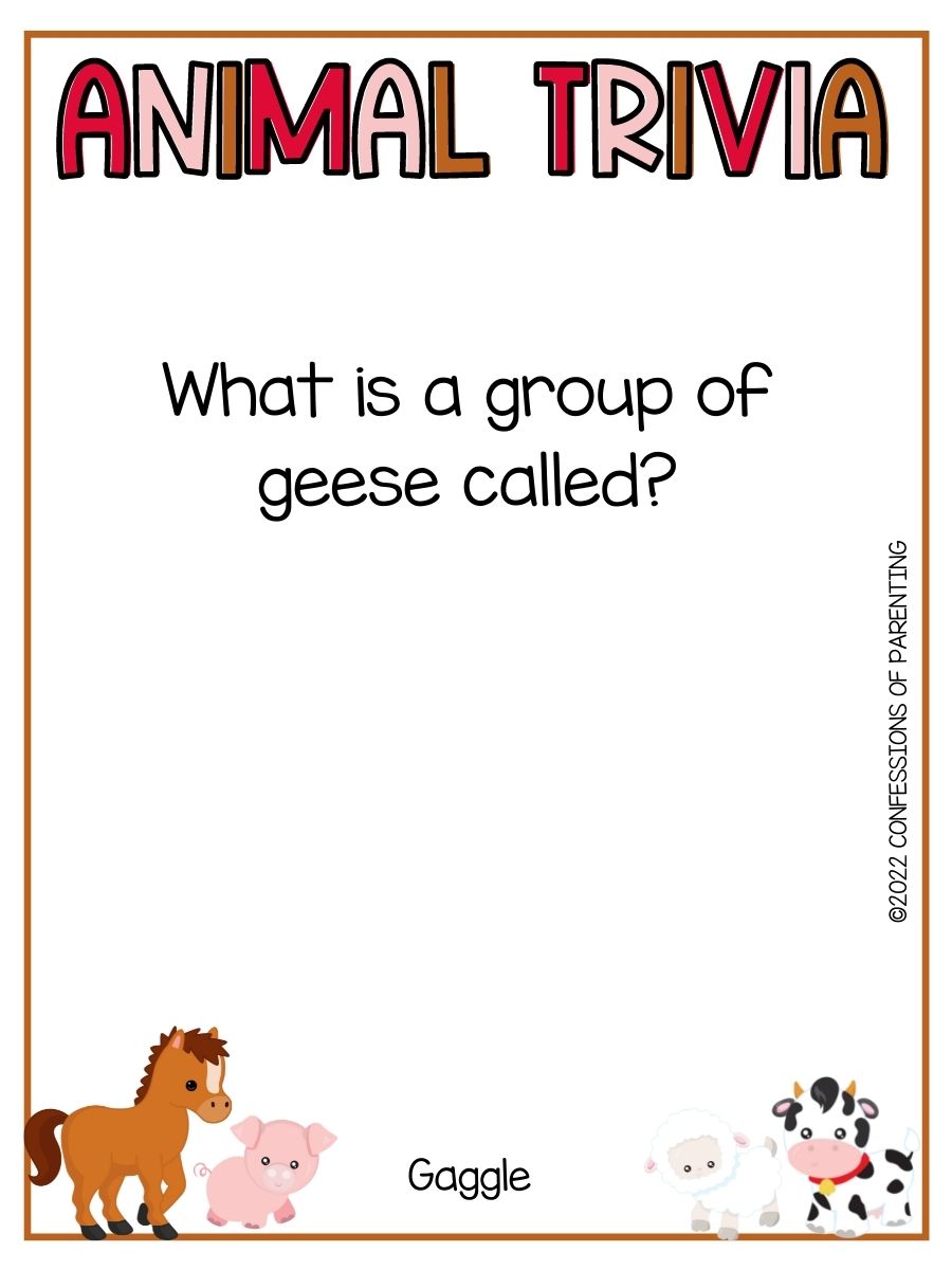 100 Animal Trivia Question for Kids
