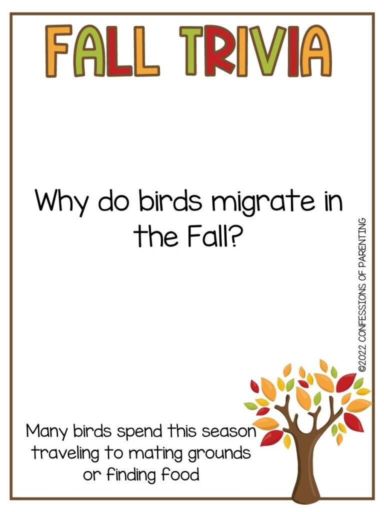 fall tree in the bottom corner with the title of Fall Trivia and a fall trivia question on a white background with small brown border