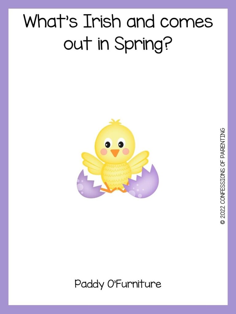 yellow chick hatching from a purple egg with a spring joke on a white background with a purple border 