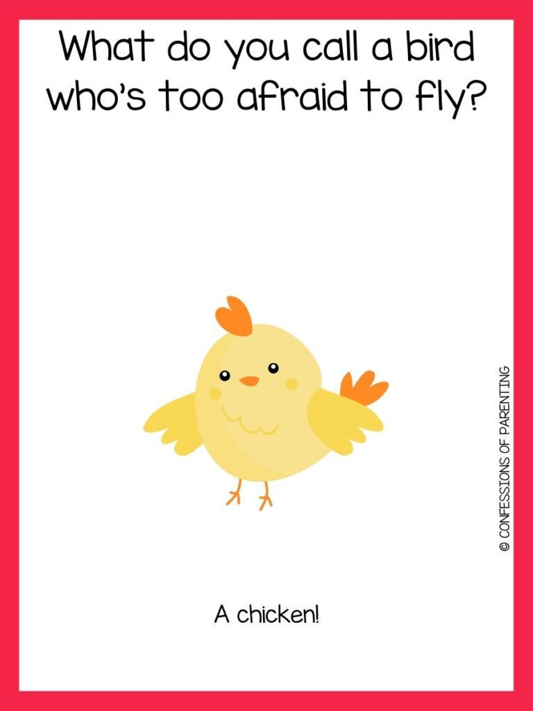 Chicken joke on white background with red border and picture of yellow chick