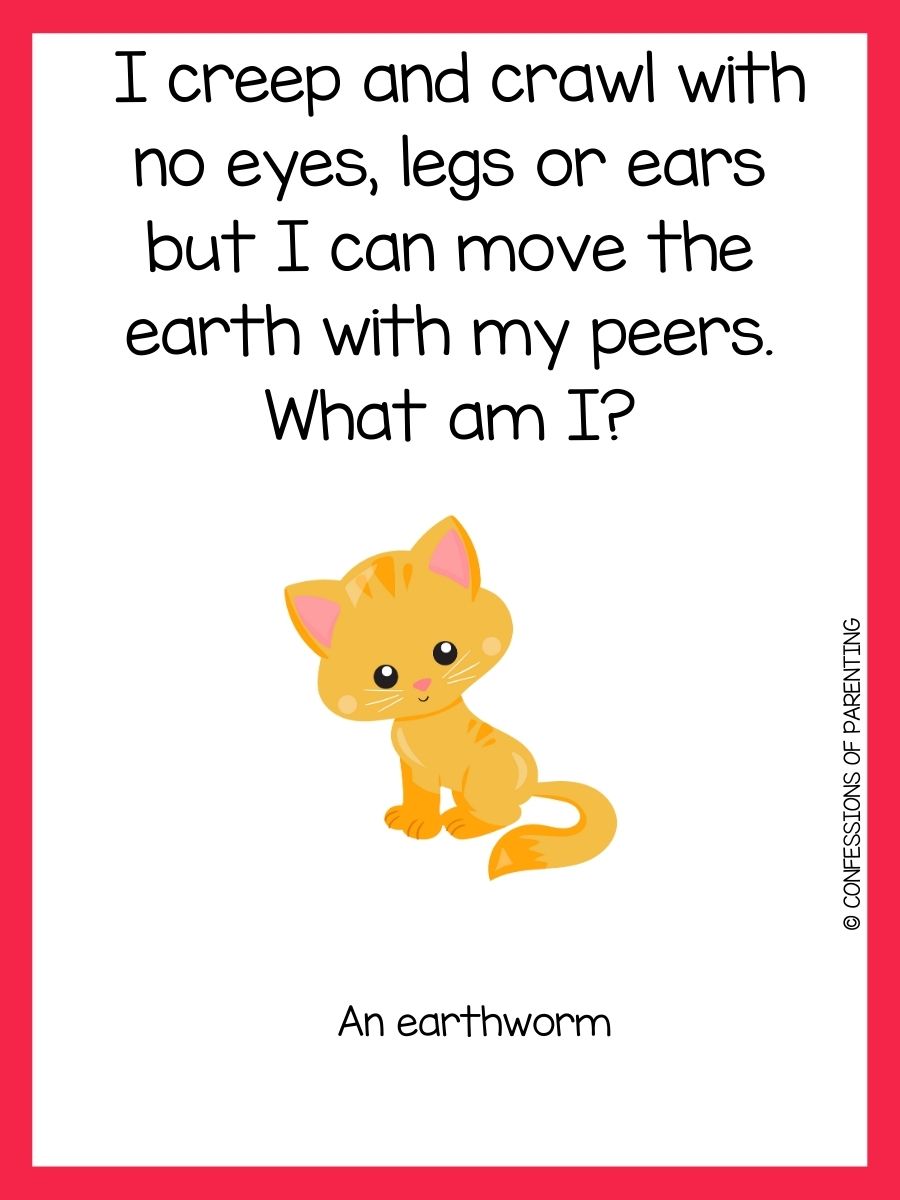200 Best Animal Riddles That Will Leave You Laughing