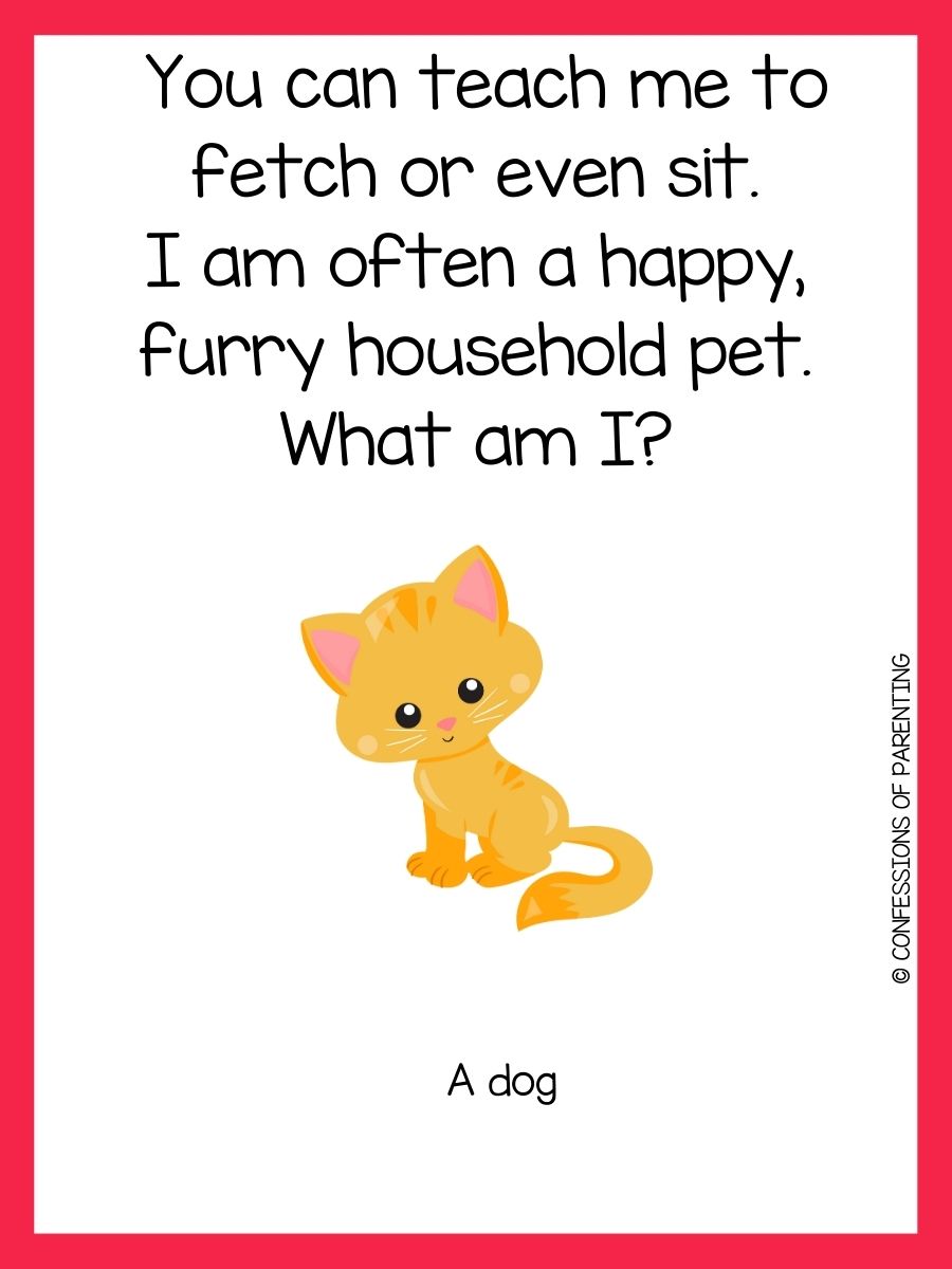 200 Best Animal Riddles That Will Leave You Laughing