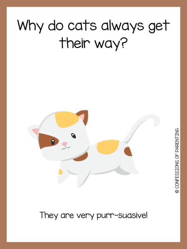 120 Purrfect Cat Jokes That Make You MeOWWW!