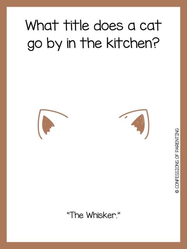 120-purr-fect-cat-jokes-that-make-you-me-owww