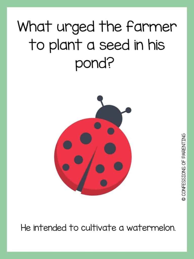 A spring riddle with a black and red ladybug with a green border.
