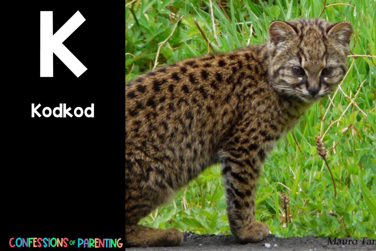 187 Amazing Animals that Begin with K