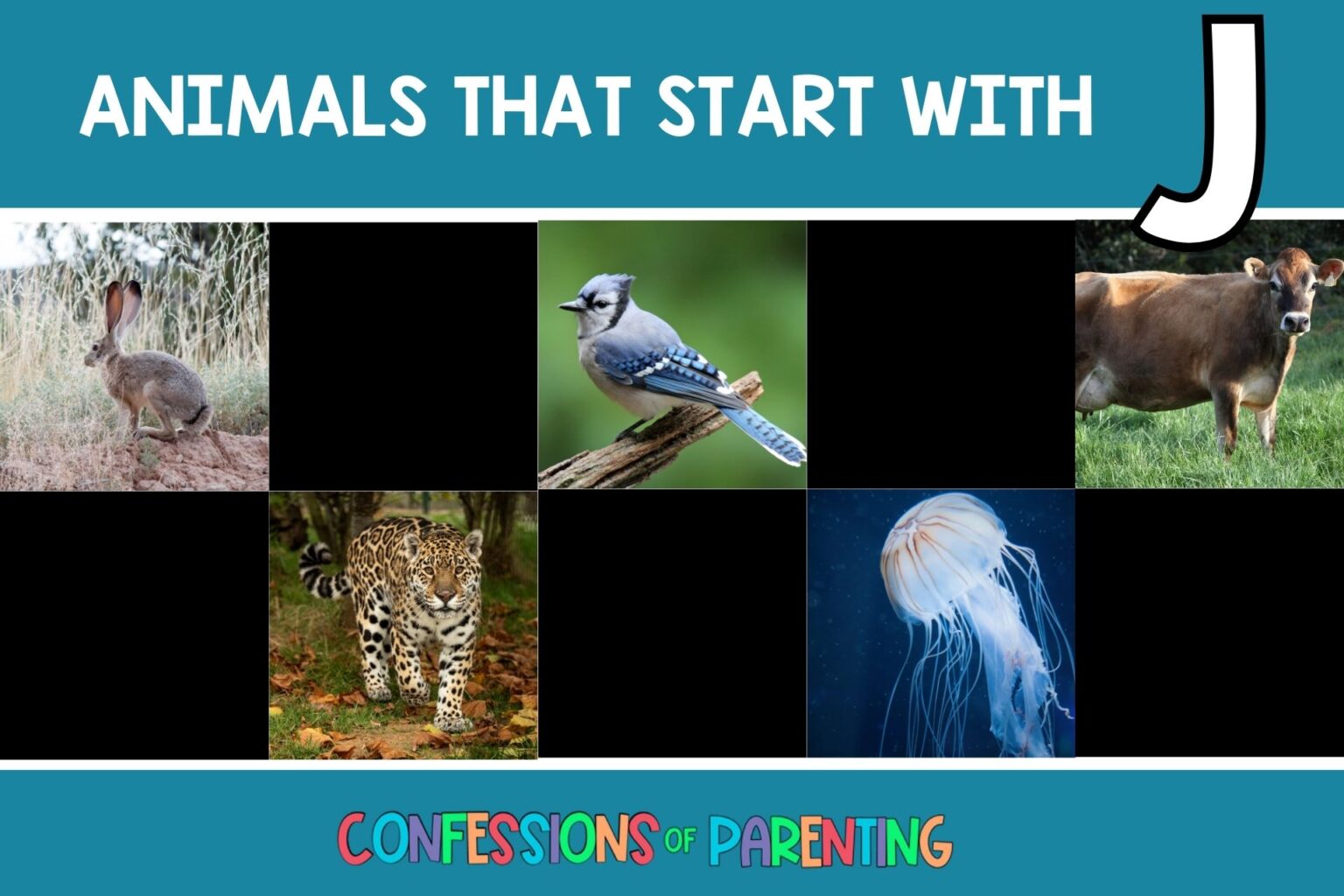 Animals That Begin With J Animals That Begin With J