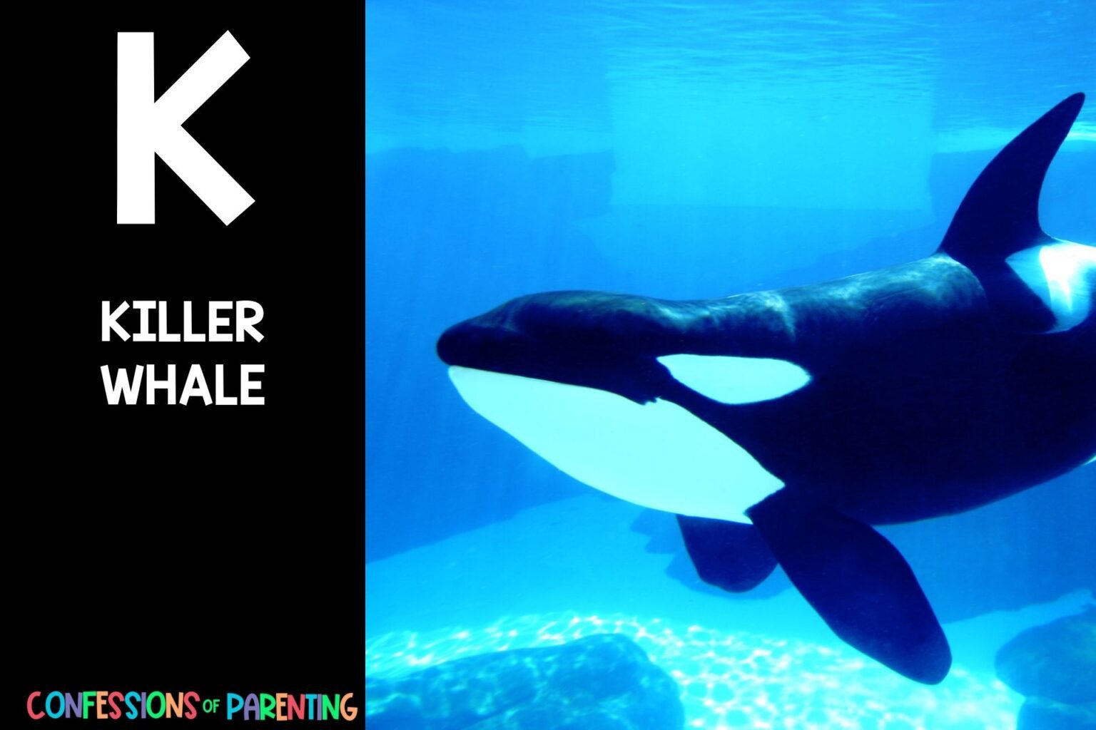 187 Amazing Animals that Begin with K