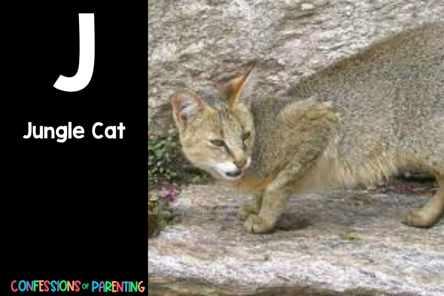 128 Fascinating Animals That Begin with J