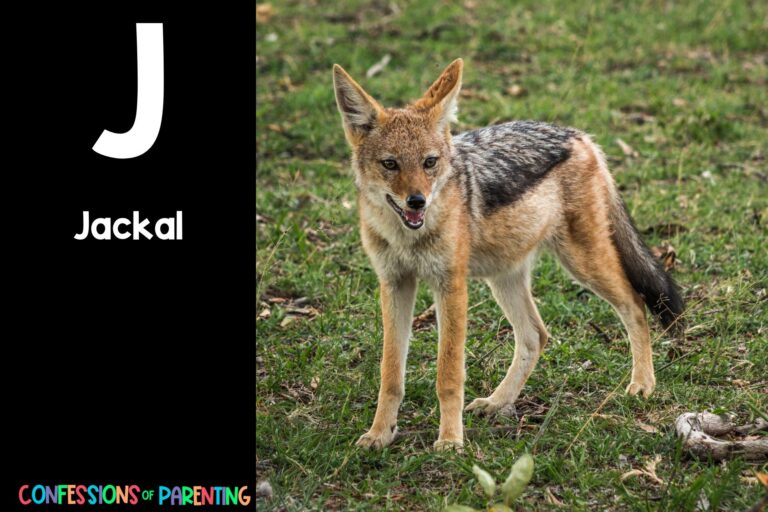 128 Fascinating Animals That Begin with J