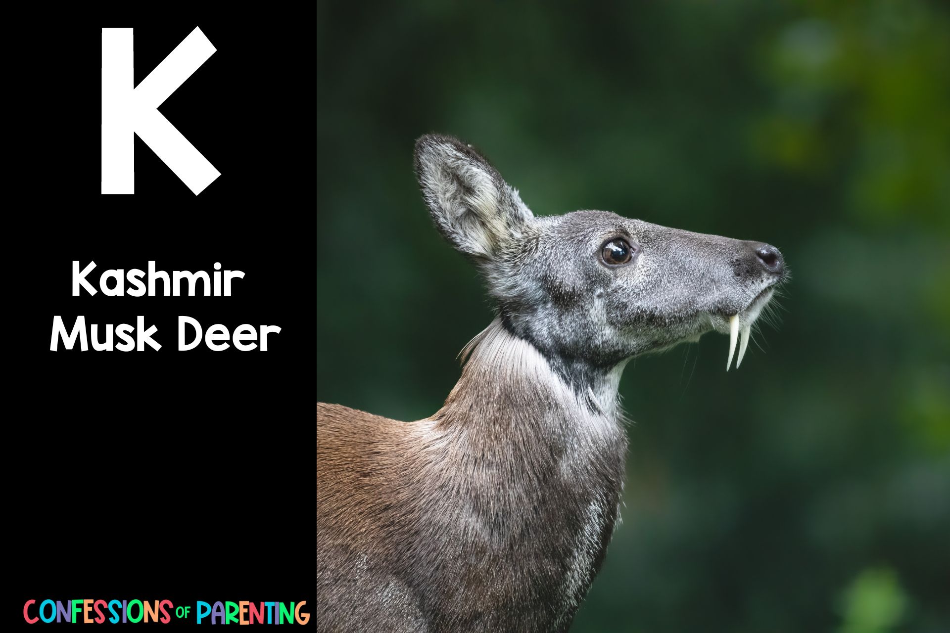 187 Amazing Animals that Begin with K