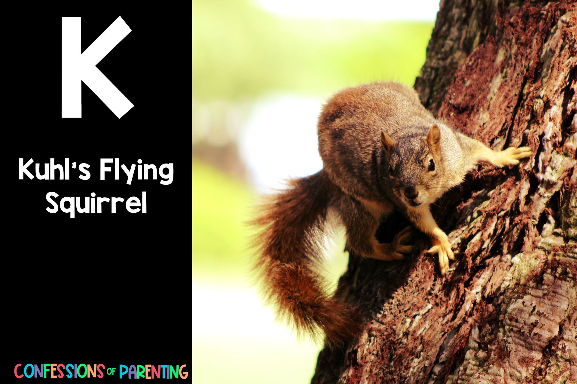 187 Amazing Animals that Begin with K