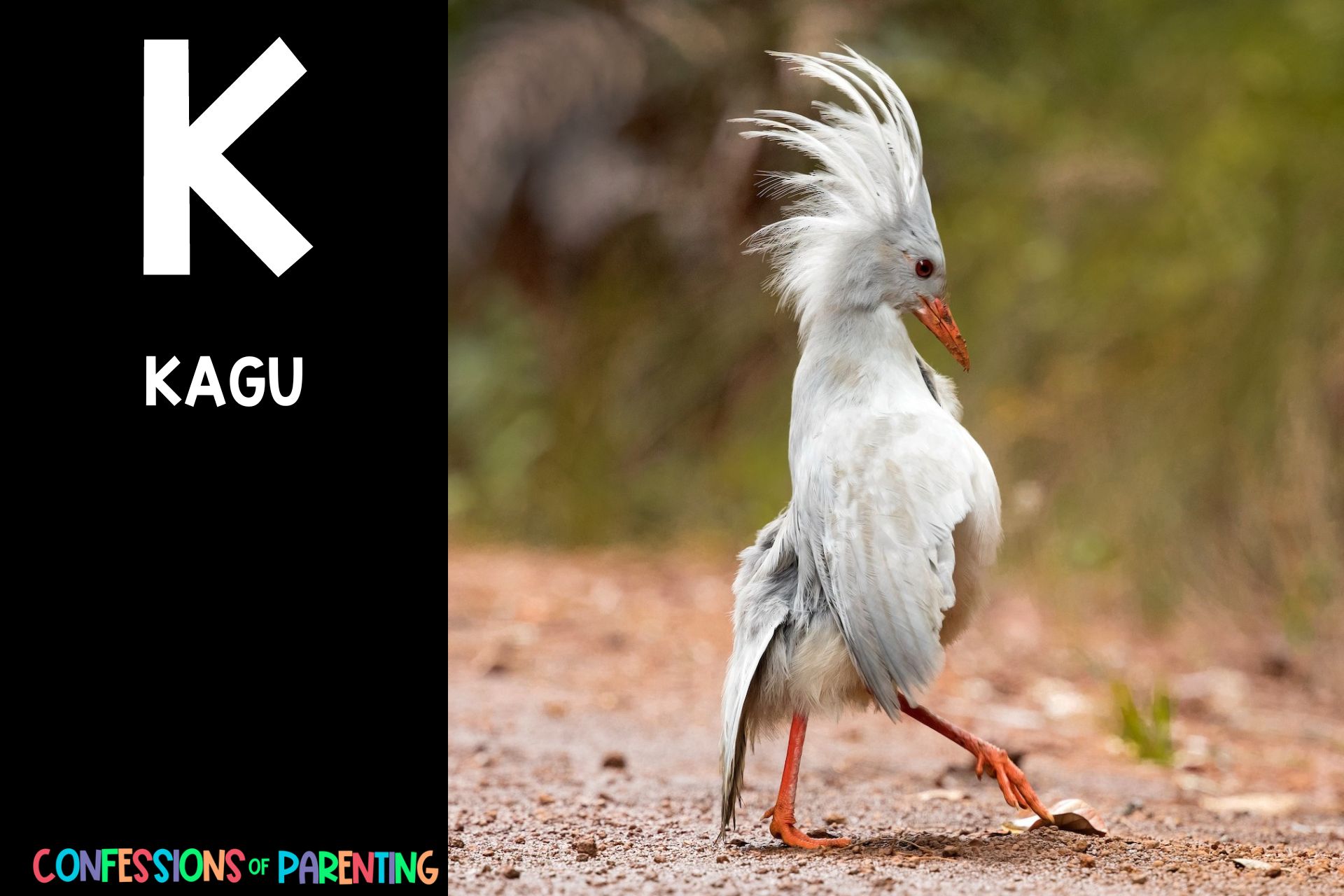 187 Amazing Animals that Begin with K