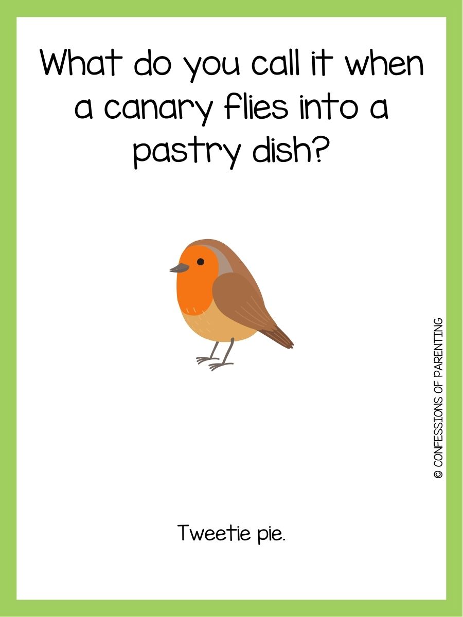 101 Best Bird Jokes That Make You LOL
