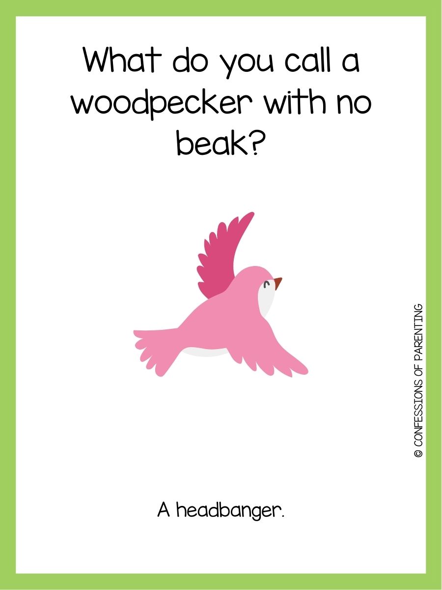 101 Best Bird Jokes That Make You LOL