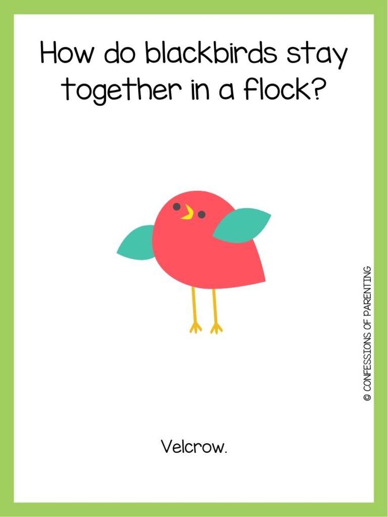 in post image with white background and green border, bird joke text and an image of a bird