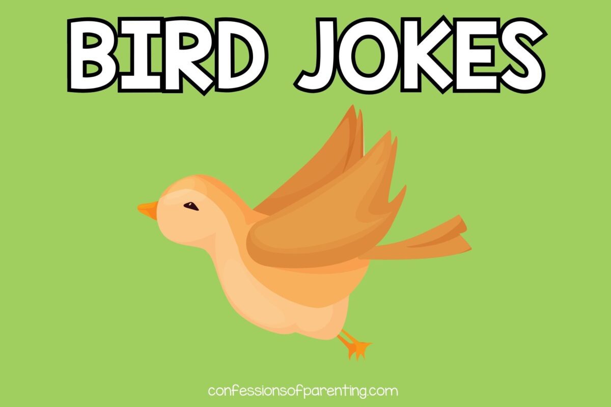 101 Best Bird Jokes That Make You LOL