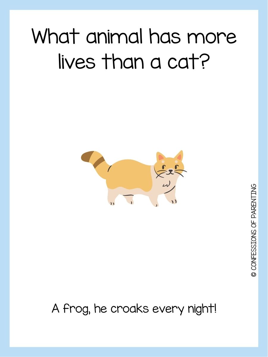 50+ Best Cat Riddles That Will Have You Purring With Delight