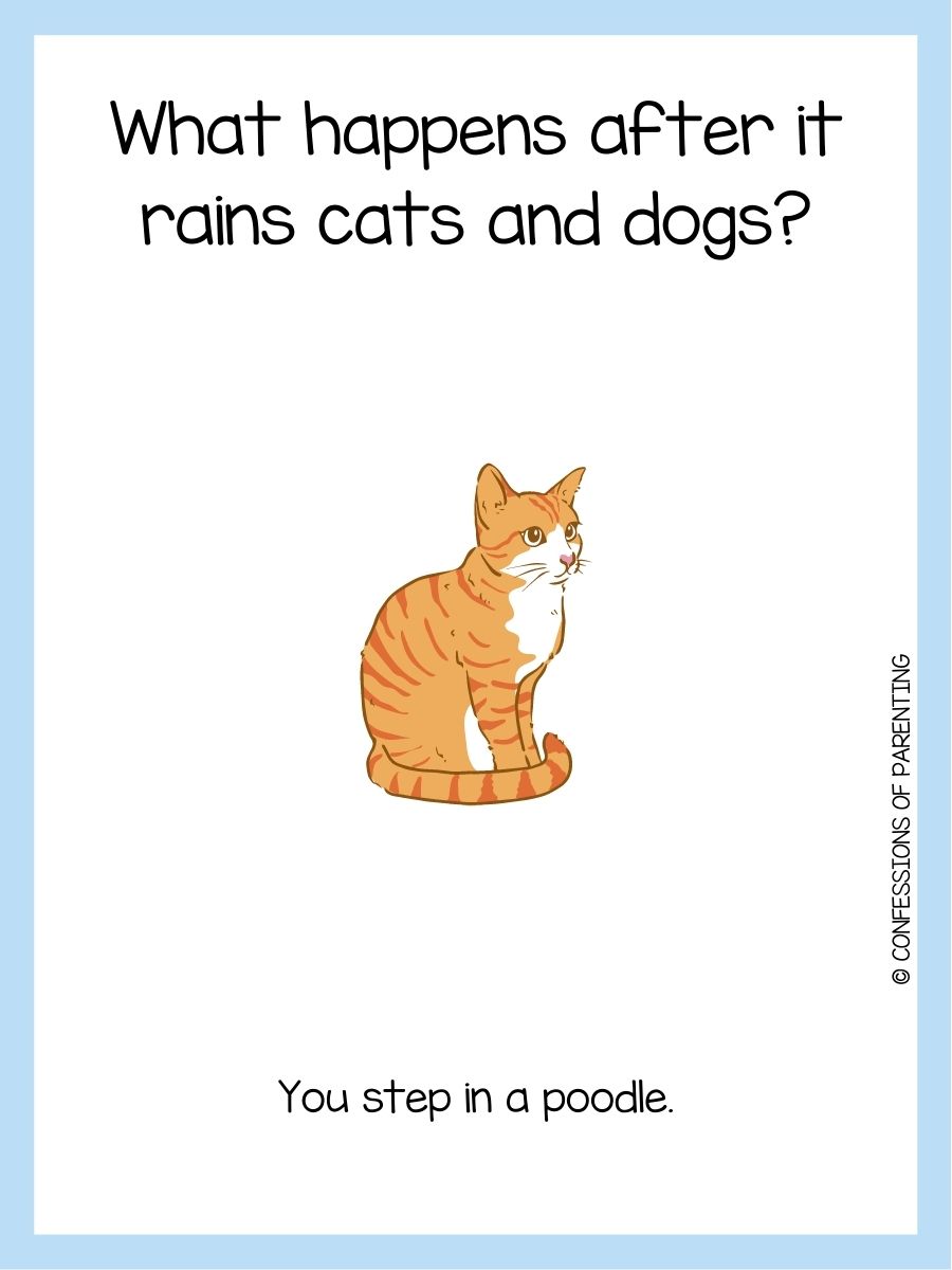 50 best cat riddles that will have you purring with delight