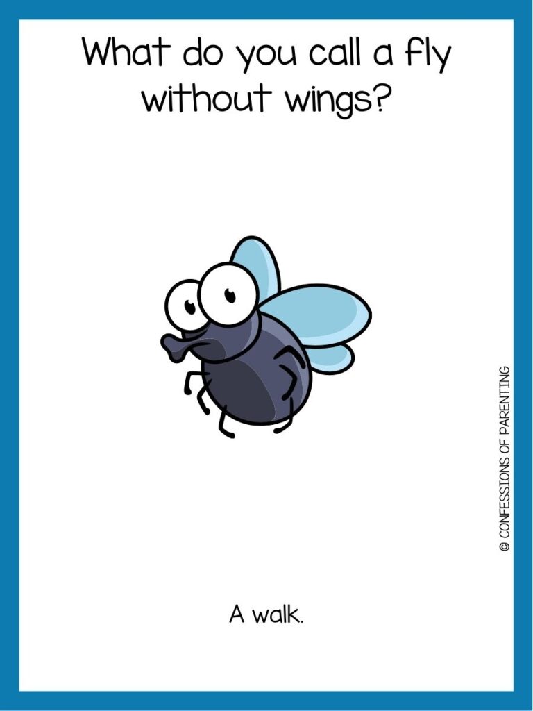 in post image with white background and blue border, text with a toddler joke and image of a fly