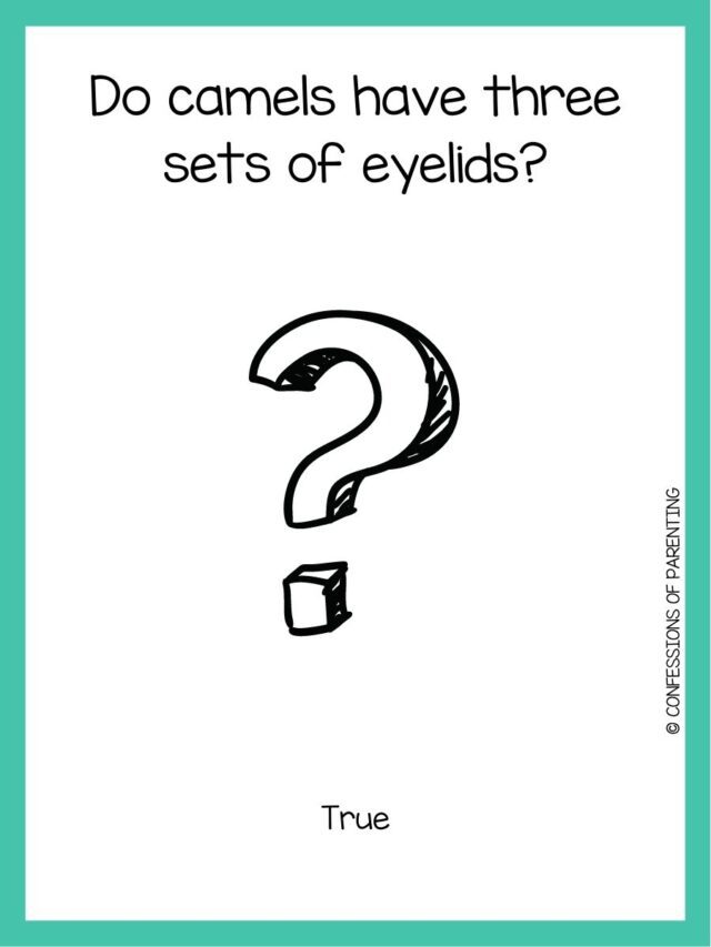 100 Fun True or False Questions for Kids