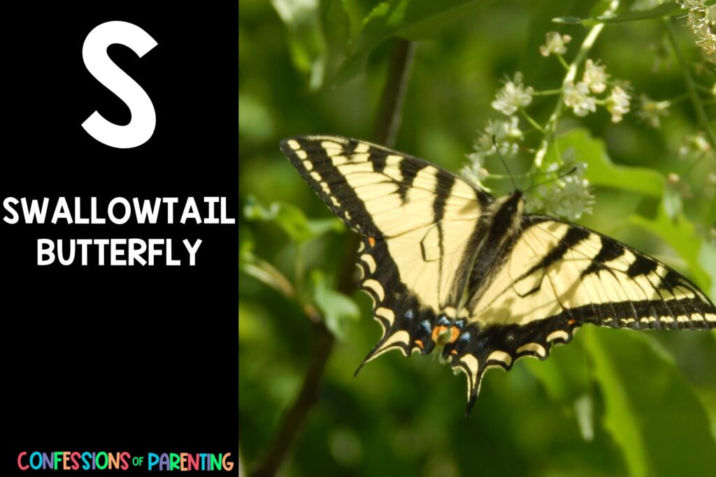 in post image iwth black background, bold letter S, name of an animal that starts with S and an image of a swallowtail butterfly