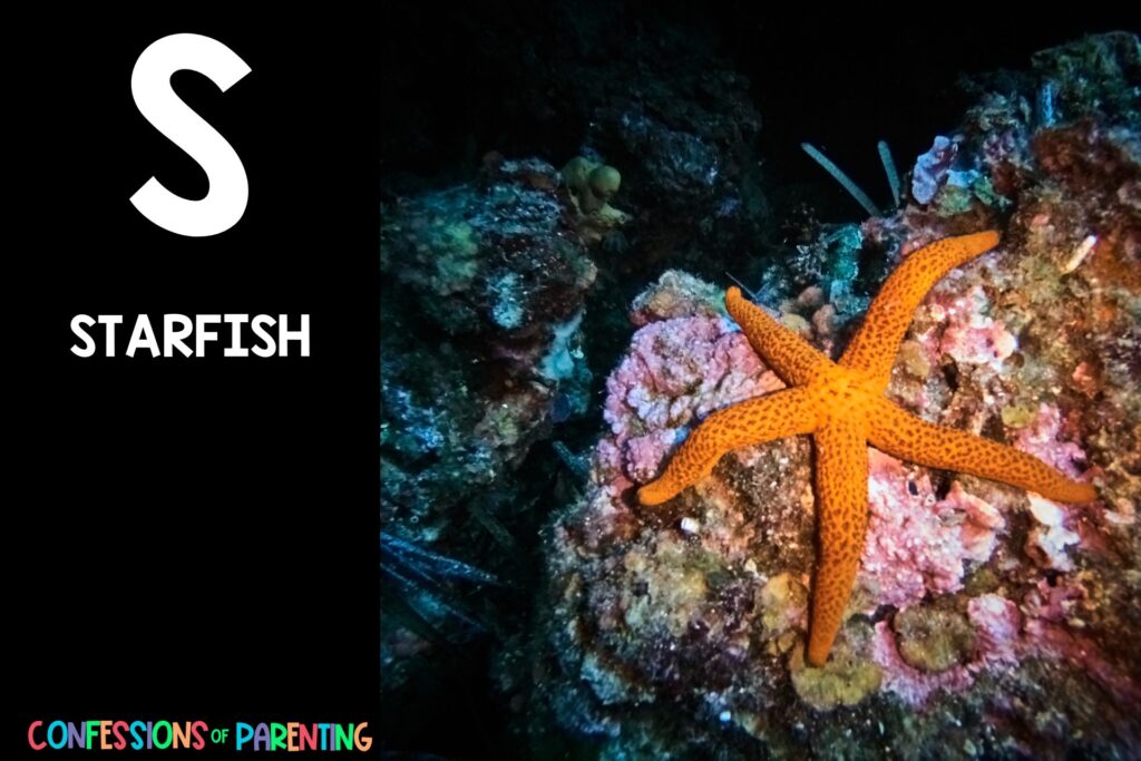 in post image with black background, bold letter S, name of an animal that starts with S and an image of a starfish