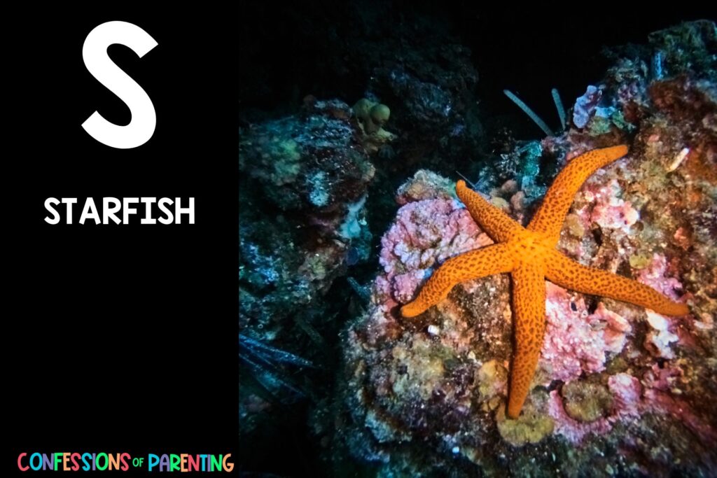 in post image with black background, bold letter S, name of an animal that starts with S and an image of a starfish