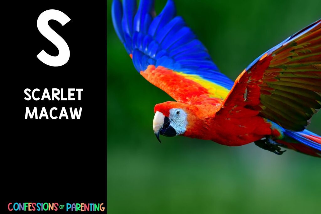 in post image with black background, bold letter S, name of an animal that starts with S and an image of a scarlet macaw