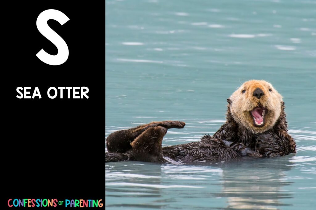 in post image with black background, bold letter S, name of an animal that starts with S and an image of a sea otter