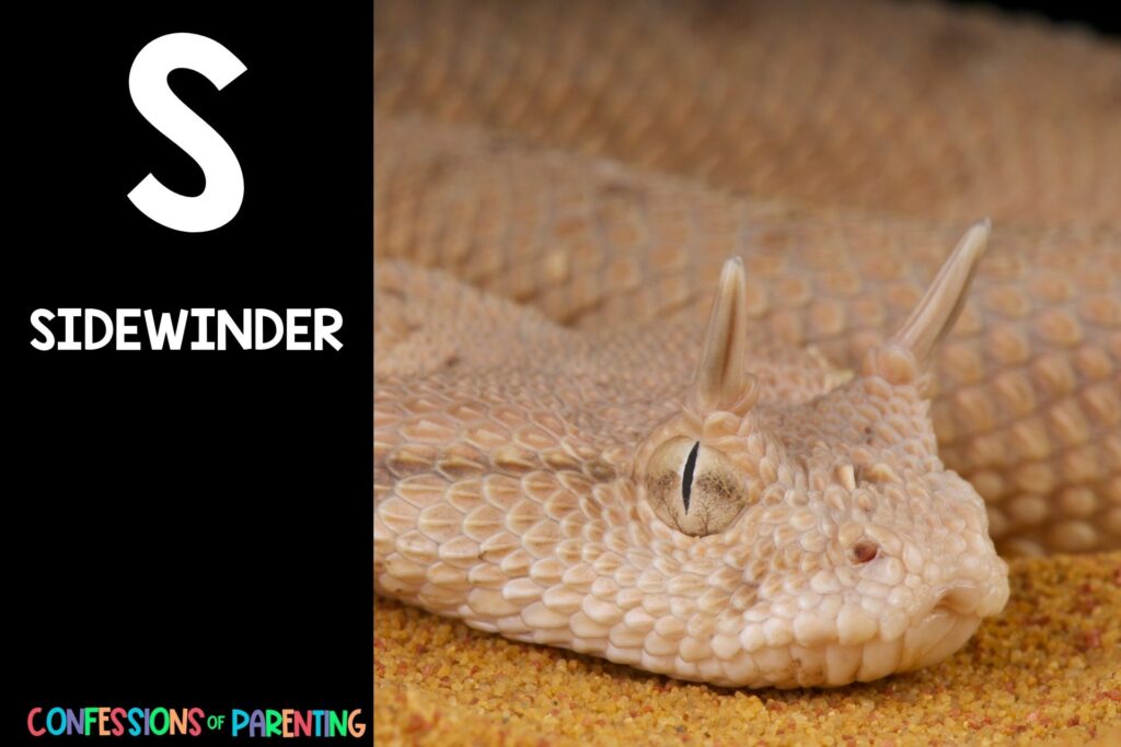 in post image with black background, bold letter S, name of an animal that starts with S and an image of a sidewinder