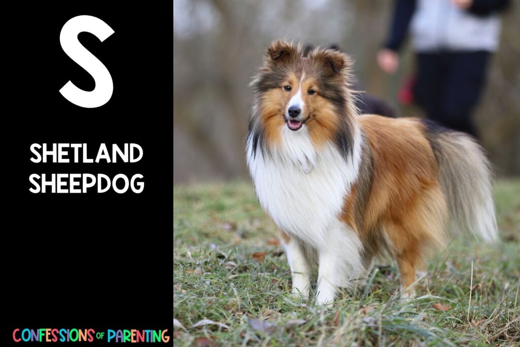 in post image with black background, bold letter S, name of an animal that starts with S and an image of a shetland sheepdog