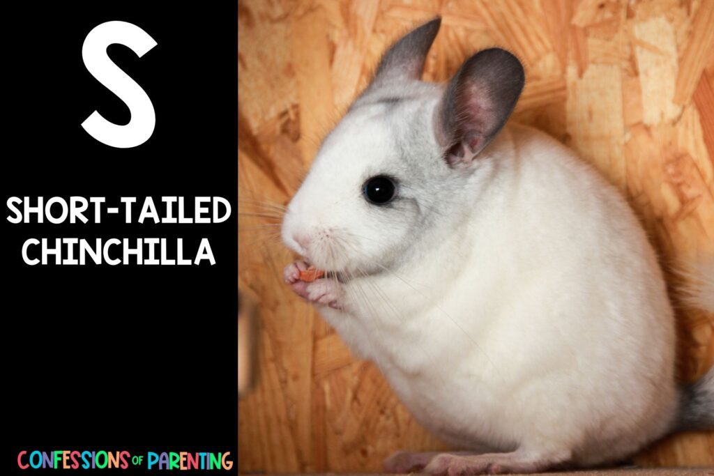 in post image with black background, bold letter S, name of an animal that starts with S and an image of a short-tailed chinchilla