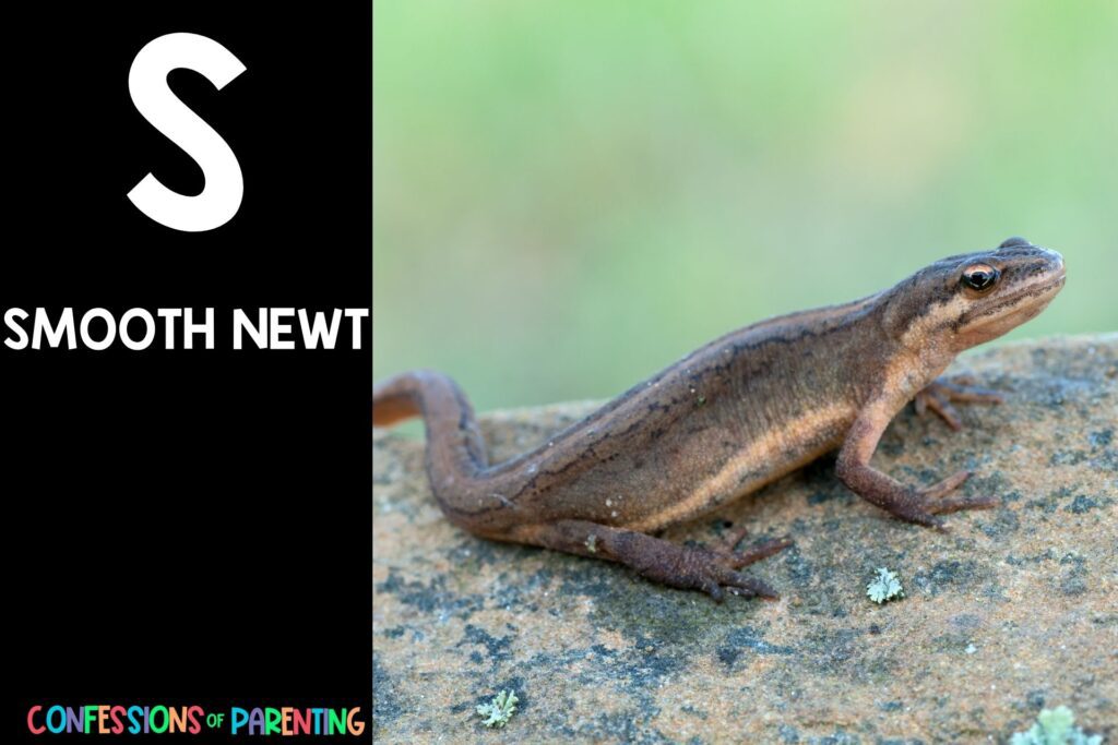 in post image with black background, bold letter S, name of an animal that starts with S and an image of a smooth newt