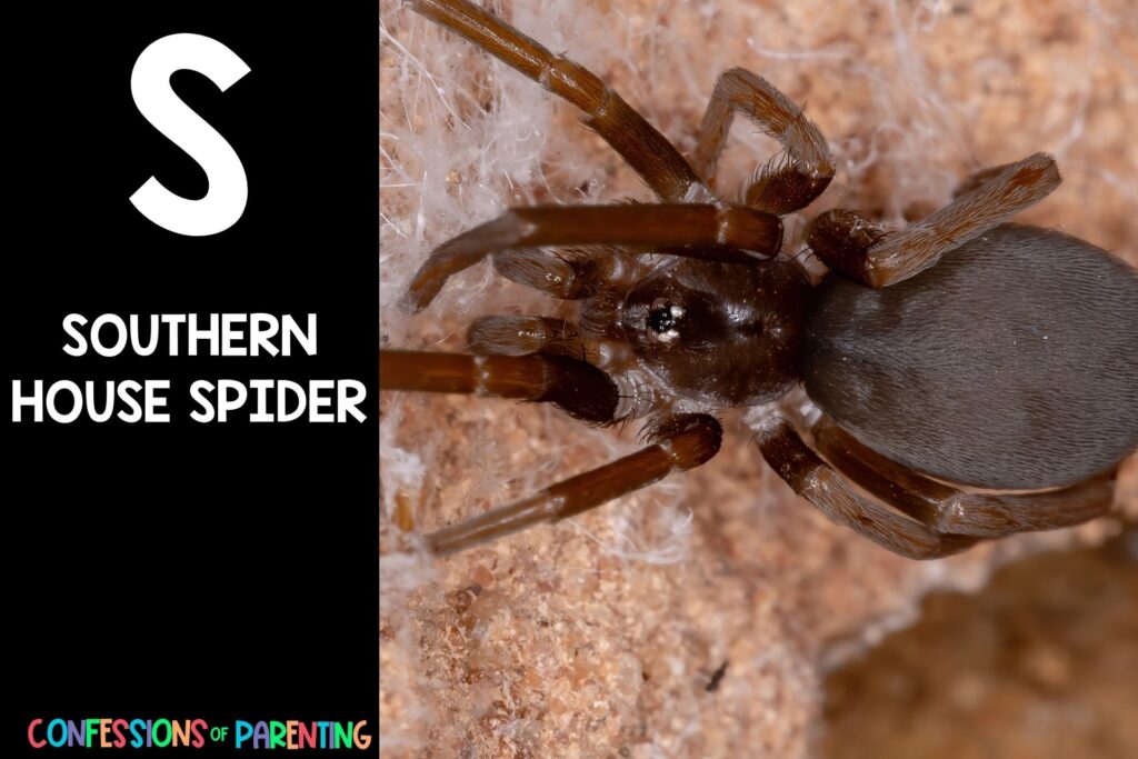 in post image with black background, bold letter S, name of an animal that starts with S and an image of a southern house spider