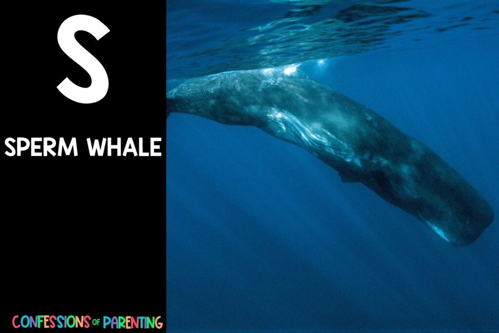 in post image with black background, bold letter S, name of an animal that starts with S and an image of a sperm whale