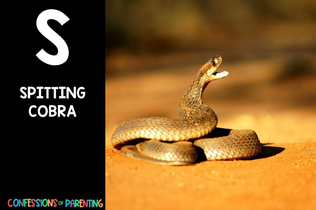 in post image with black background, bold letter S, name of an animal that starts with S and an image of a spitting cobra