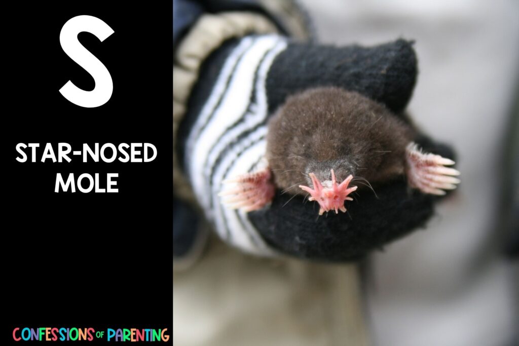 in post image with black background, bold letter S, name of an animal that starts with S and an image of a star-nosed mole