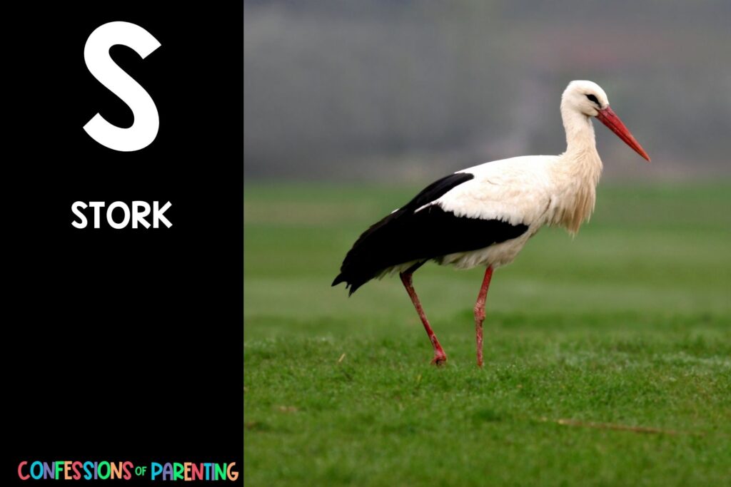 in post image with black background, bold letter S, name of an animal that starts with S and an image of a stork