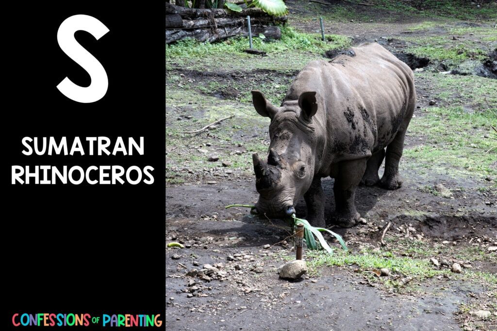 in post image with black background, bold letter S, name of an animal that starts with S and an image of a sumatran rhinoceros