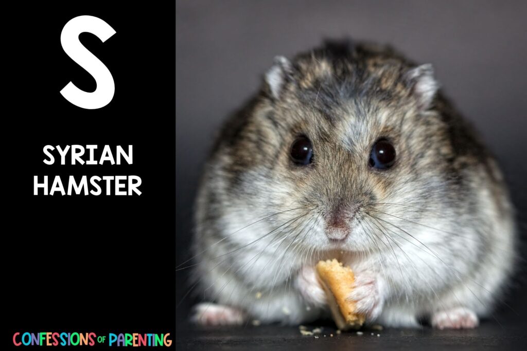 in post image iwth black background, bold letter S, name of an animal that starts with S and an image of a syrian hamster