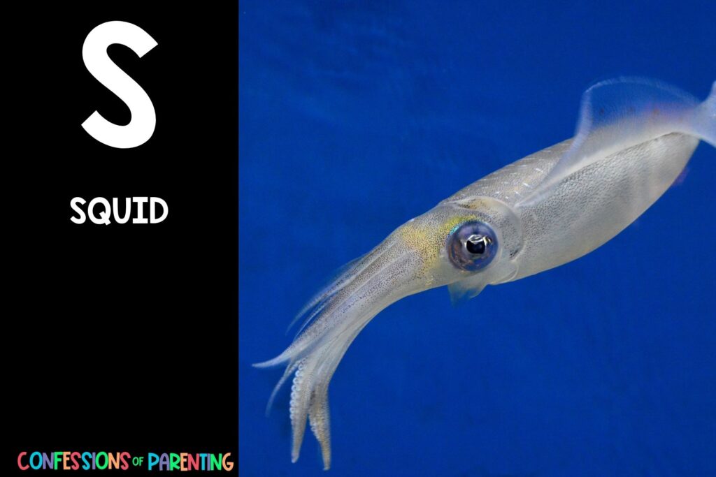 in post image with black background, bold letter S, name of an animal that starts with S and an image of a squid