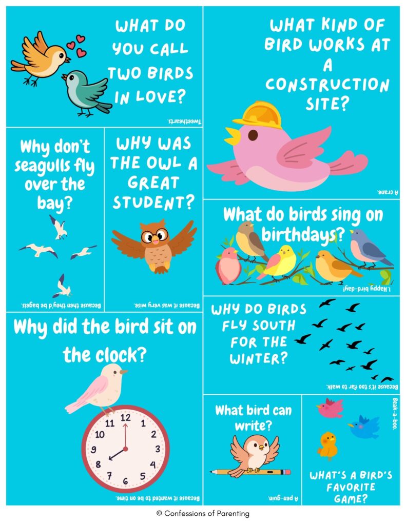 Bird jokes collage featuring cute cartoon birds with funny riddles about owls, seagulls, construction birds, birthday songs, and flying south on a bright blue background.