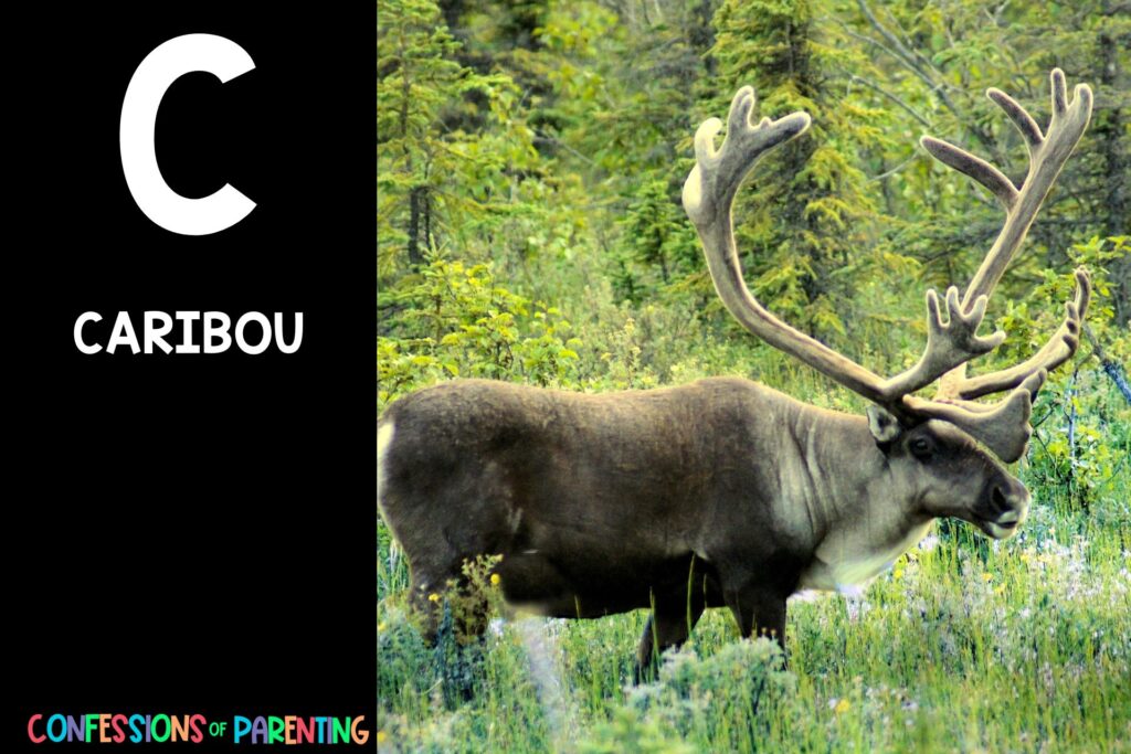 in post image with black background, bold letter C, name of an animal that starts with C and image of a caribou