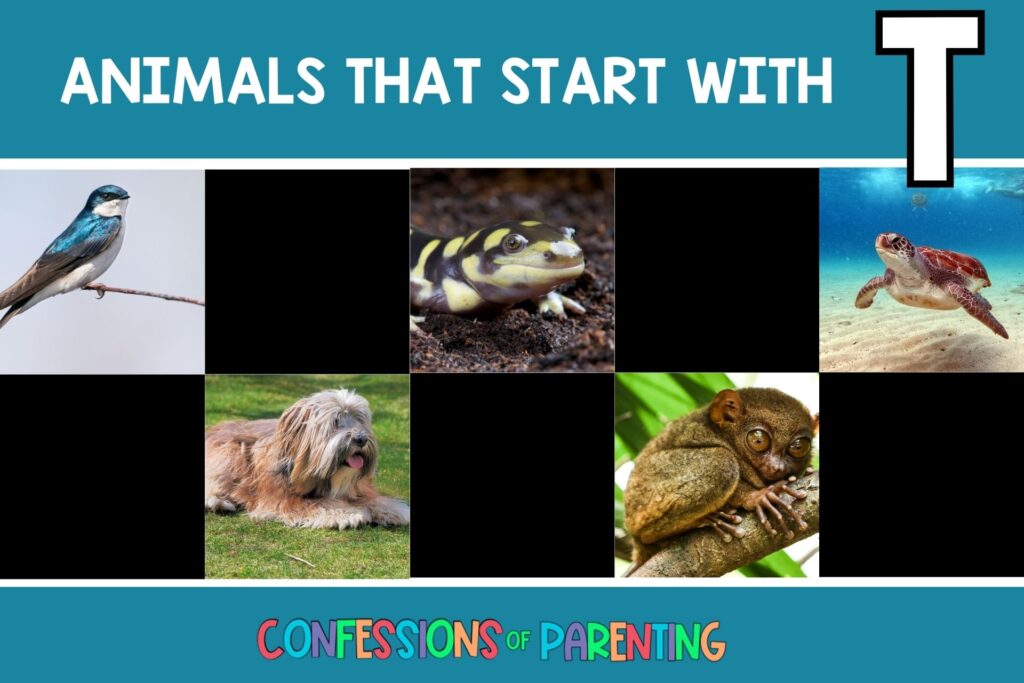 featured image with teal background, bold white title that says "Animals that Start with T", and images of animals that start with T