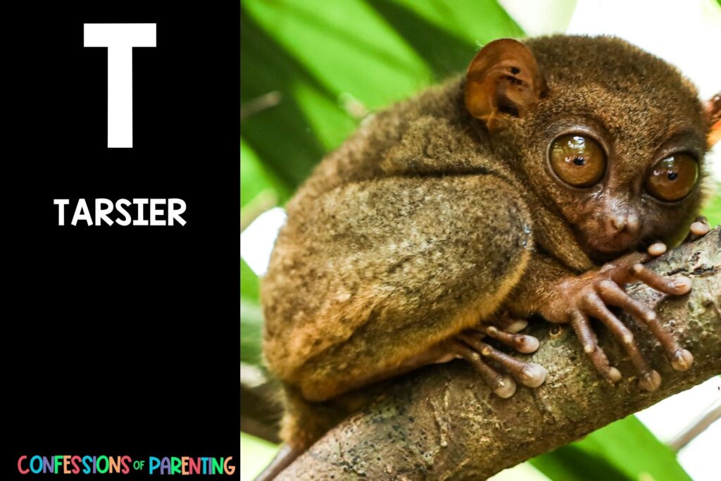 in post image with black background, bold white letter "T", name of an animal that starts with T and image of a Tarsier