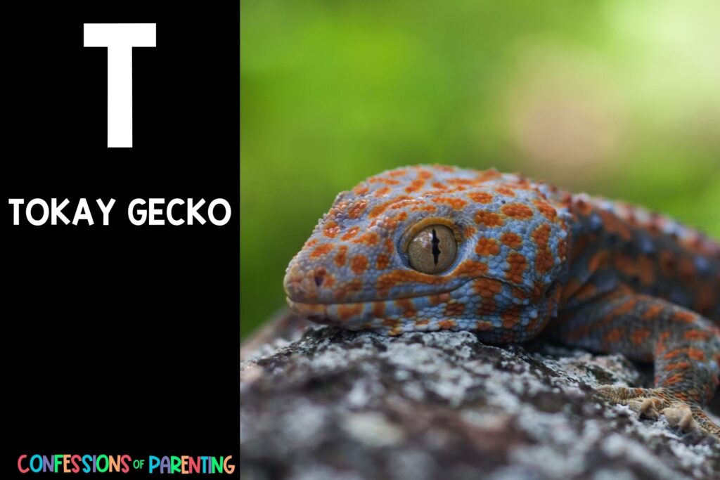 in post image with black background, bold white letter "T", name of an animal that starts with T and image of a Tokay Gecko